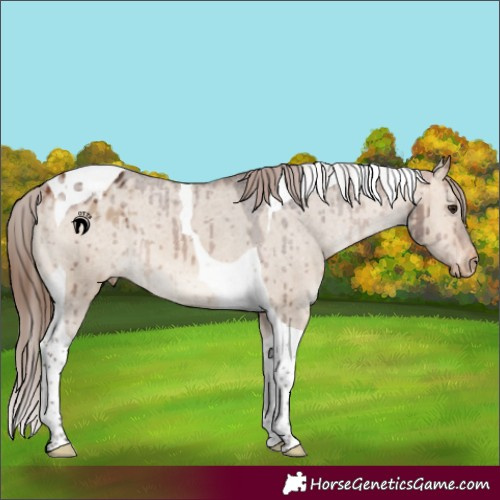Horse Color:Bay Dun Tobiano Appaloosa Brindle 