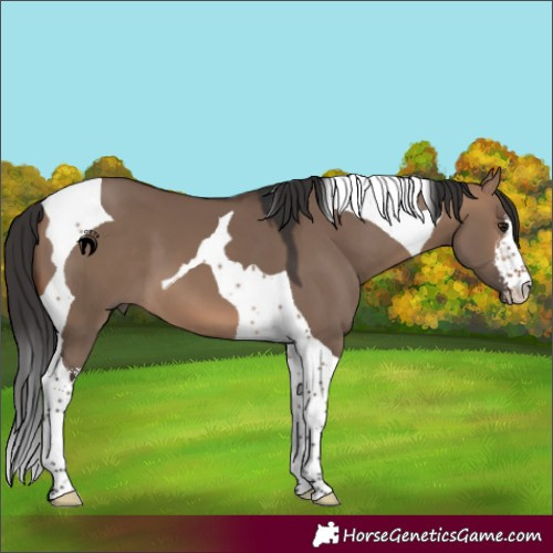 Horse Color:White Spotted Brown Dun Tobiano 