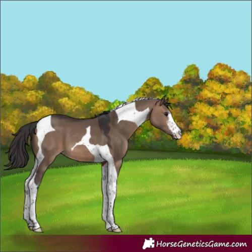 Horse Color:White Spotted Brown Dun Tobiano 