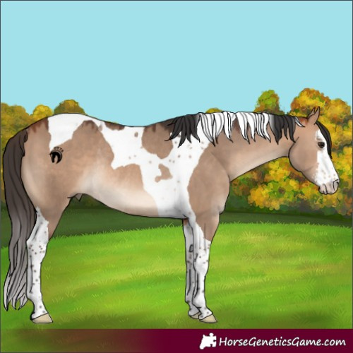 Horse Color:White Spotted Bay Dun Tobiano Rabicano 