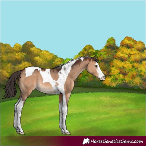 Horse Color:White Spotted Bay Dun Tobiano Rabicano 
