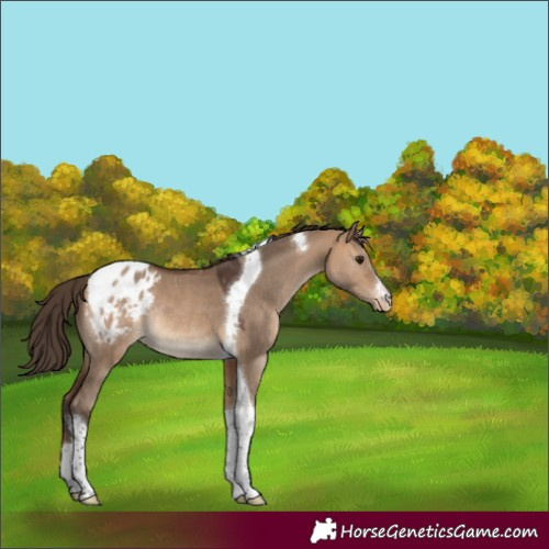 Horse Color:White Spotted Bay Dun Tobiano Appaloosa Rabicano 