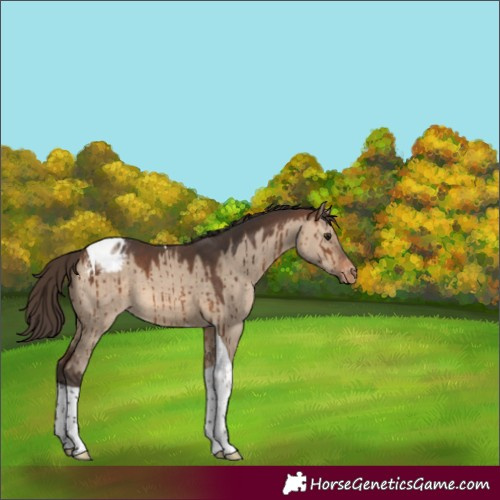 Horse Color:Brown Dun Tobiano Appaloosa Brindle 
