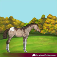 Horse Color:Brown Dun Tobiano Appaloosa Brindle