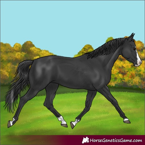 Horse Color:Black Splash 