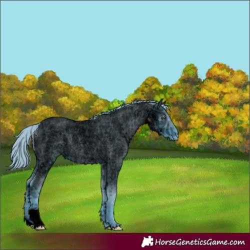 Horse Color:ERROR: UNKNOWN ANOMALY