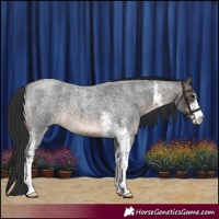 Horse Color:Brown Roan Sabino 