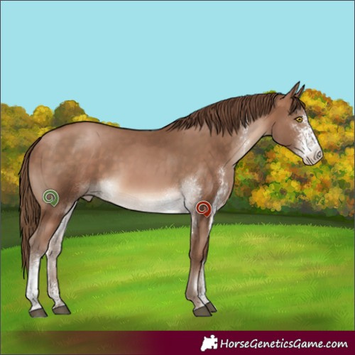 Horse Color:Brown Pearl Sabino Rabicano