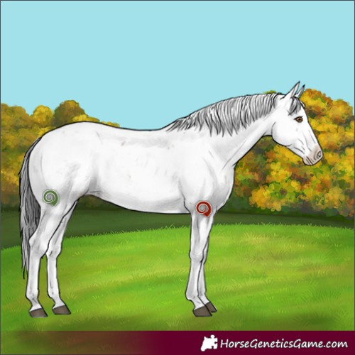 Horse Color:Brown Dun Sabino