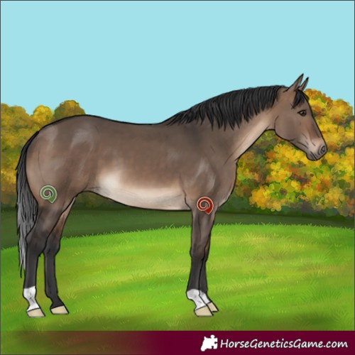 Horse Color:Brown Dun 