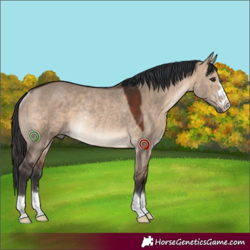 Horse Color:Brown Dun Rabicano 