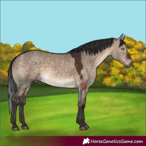 Horse Color:Brown Dun Rabicano 