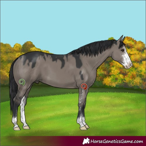 Horse Color:Grullo Sabino 
