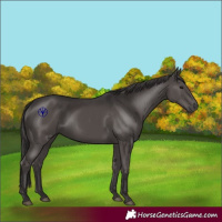 Horse Color:Smoky Black