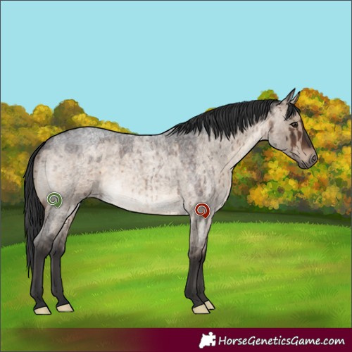 Horse Color:Brown Roan Dun Rabicano Brindle 