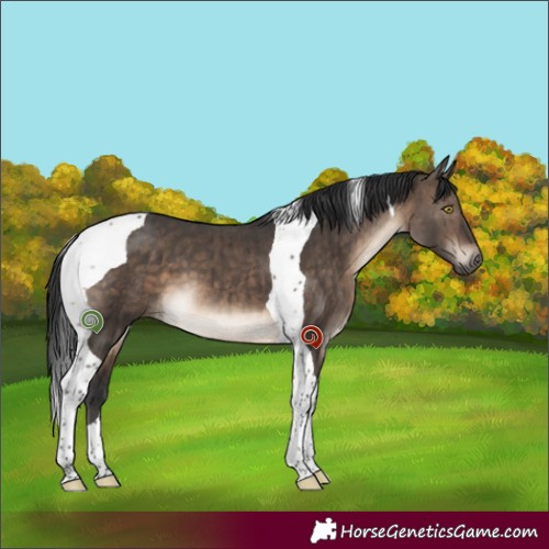 Horse Color:Brown Dun Tobiano Brindle 