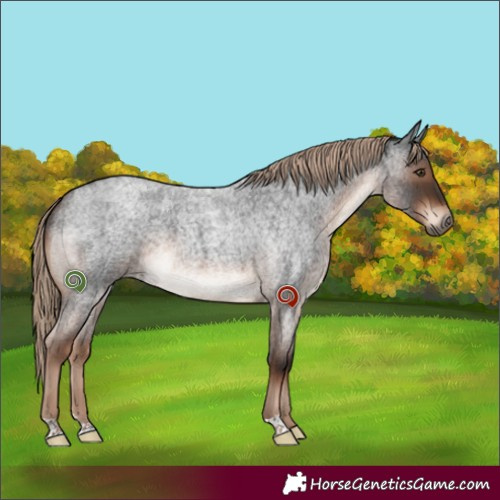 Horse Color:Liver Red Roan 