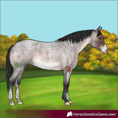 Horse Color:Brown Roan Mushroom Sabino 
