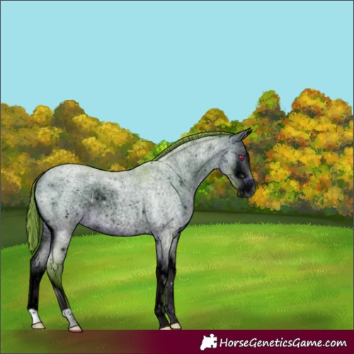 Horse Color:ERROR: UNKNOWN ANOMALY