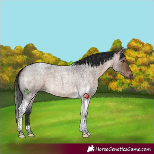 Horse Color:Brown Roan Dun Tobiano