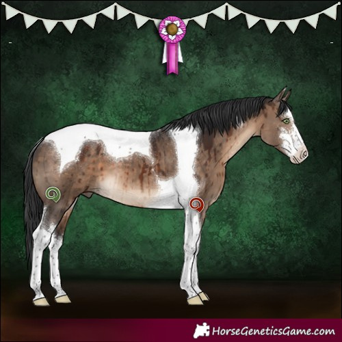 Horse Color:White Spotted Brown Dun Tobiano Brindle 