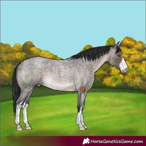 Horse Color:White Spotted Brown Roan Dun Mushroom Rabicano Brindle