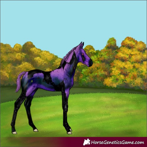 Horse Color:ERROR: UNKNOWN ANOMALY