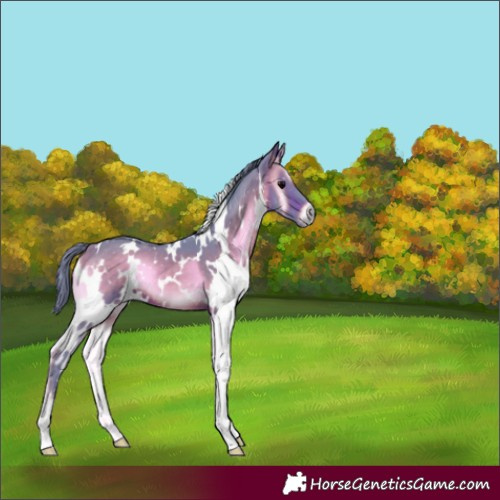 Horse Color:Watercolor White Spotted Brown Onyx 