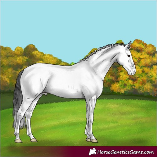 Horse Color:White Spotted Blue Ice Roan 