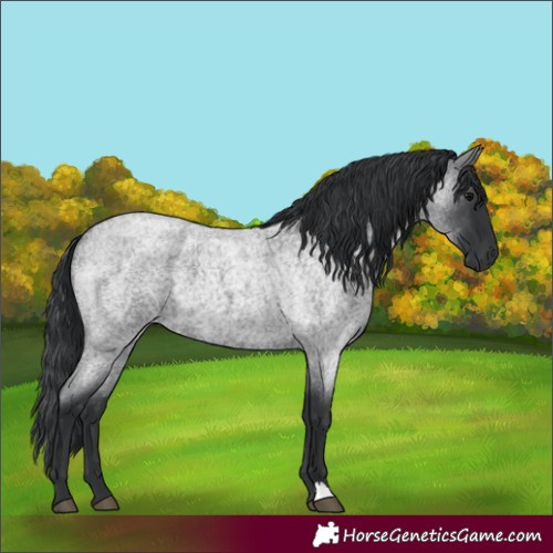 Horse Color:Blue Roan 