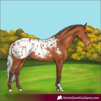 Horse Color:Silver Bay Appaloosa 