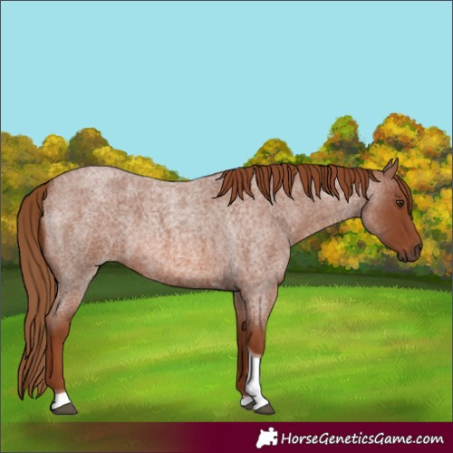 Horse Color:Red Roan Tobiano 