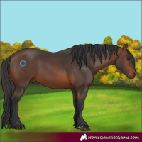 Horse Color:Brown 