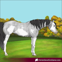 Horse Color:Blue Roan Splash Frame Varnish 