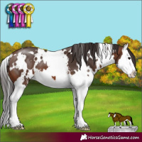 Horse Color:White Spotted Brown Sabino Splash 