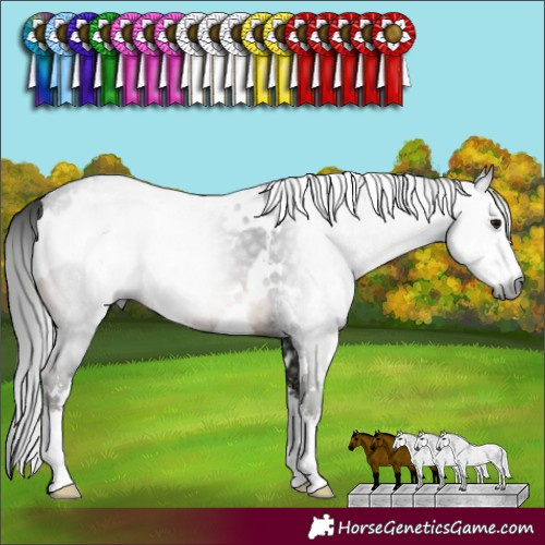 Horse Color:Gray White Spotted Brown Sabino Rabicano 