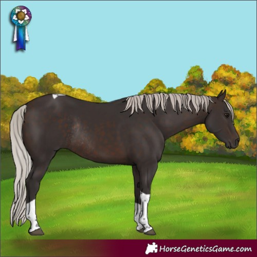 Horse Color:Silver Brown Tobiano Rabicano 
