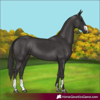Horse Color:Smoky Black  and Smoky Black 