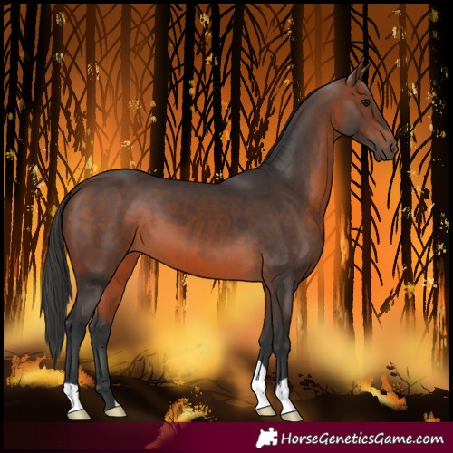 Horse Color:Brown 