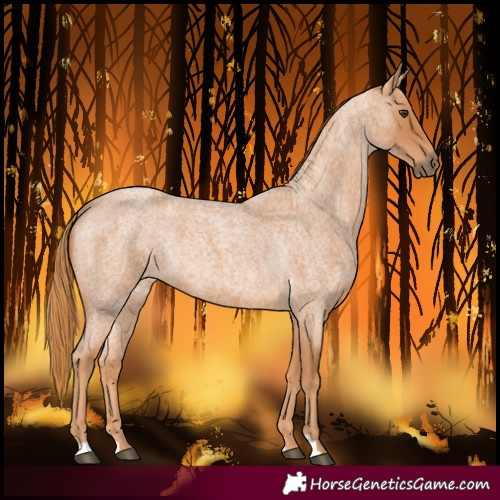Horse Color:Red Roan 