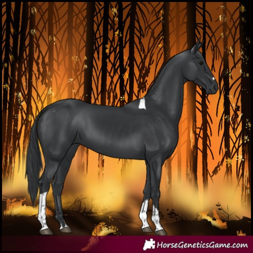Horse Color:Black Tobiano 
