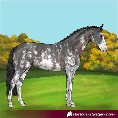 Horse Color:Brown Sabino