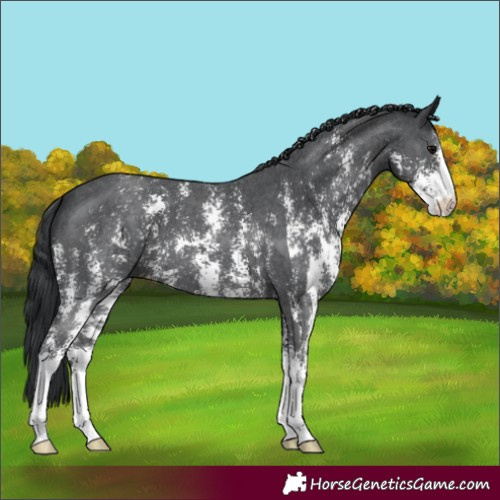 Horse Color:Black Sabino