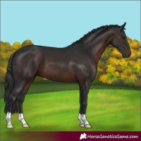 Horse Color:Brown 