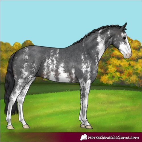 Horse Color:Brown Sabino 