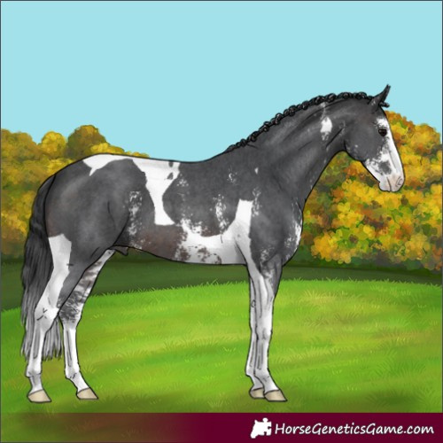 Horse Color:Brown Sabino Tobiano 