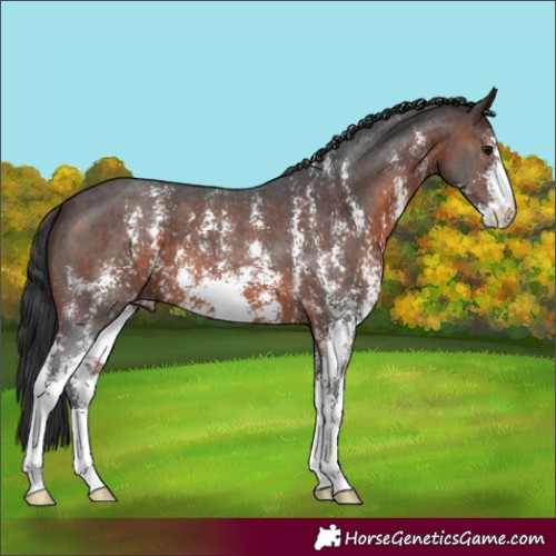 Horse Color:Brown Sabino