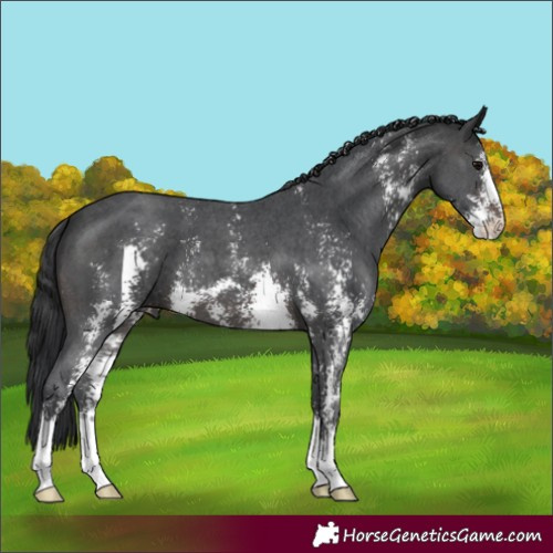 Horse Color:Brown Sabino