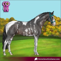 Horse Color:Brown Sabino Tobiano