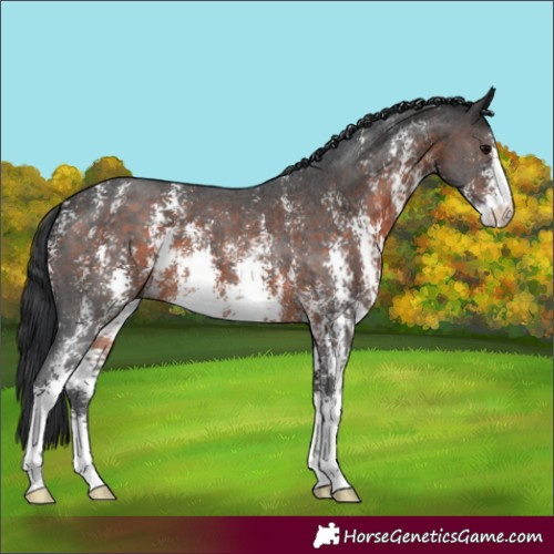 Horse Color:Brown Sabino